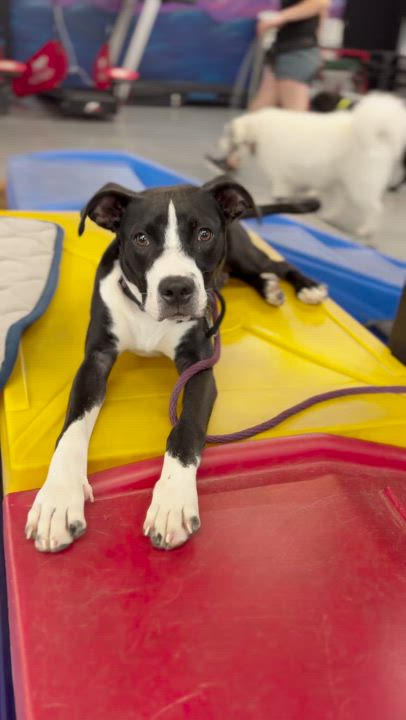 Enlarge Riky, a Adopted mixed breed in Peabody, MA video 4/6