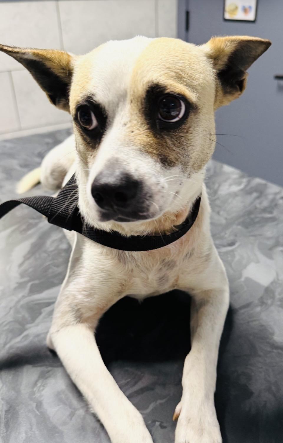 Oliver, a Adoptable mixed breed in Boston, MA image 3/6