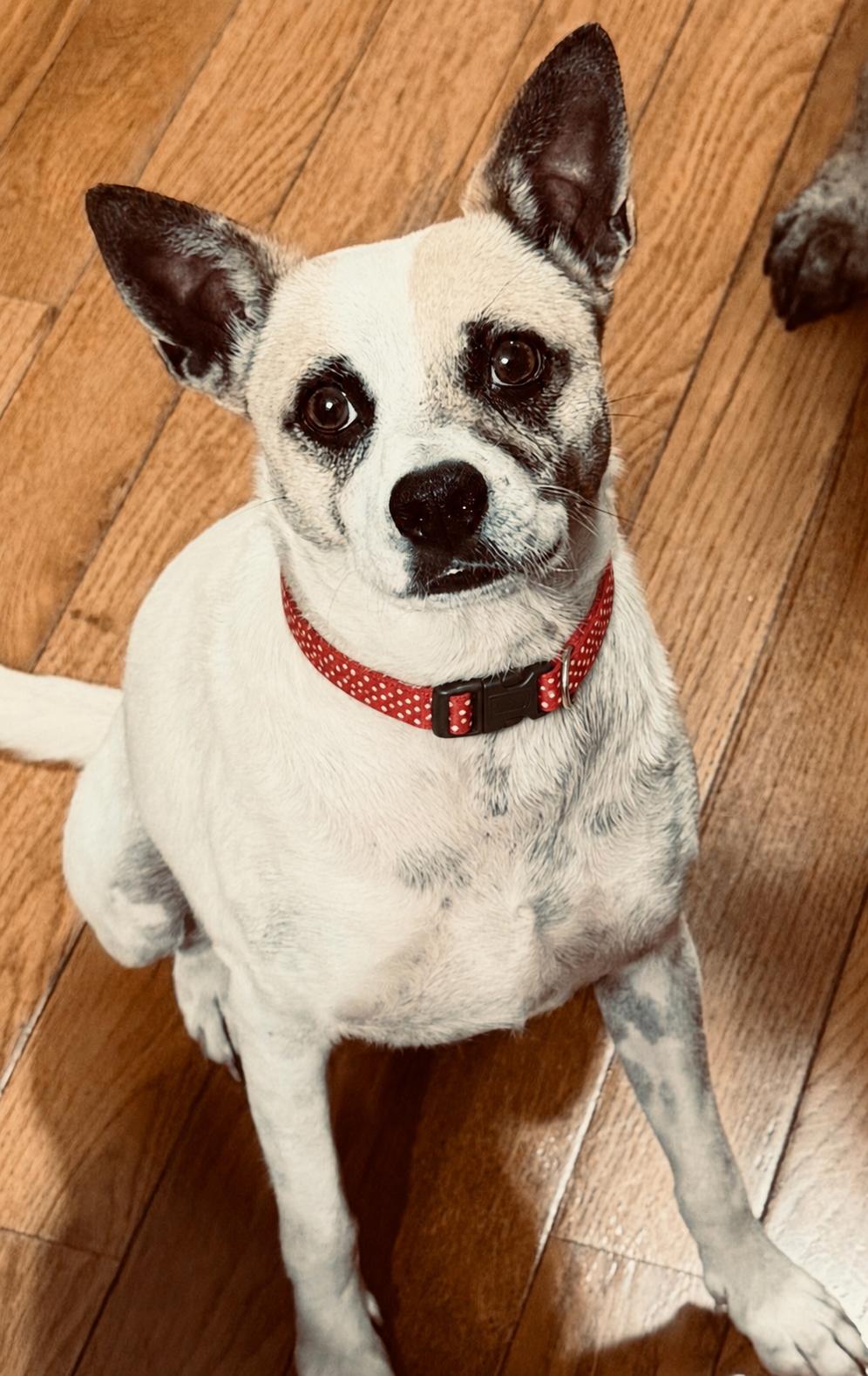 Oliver, a Adoptable mixed breed in Boston, MA image 4/6