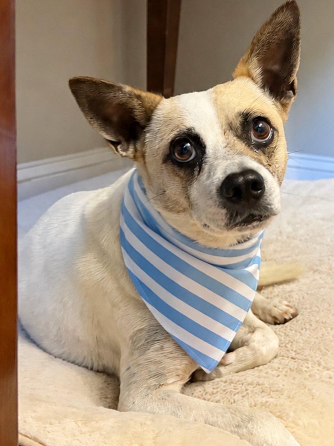 Oliver, Adoptable, Young Male Chihuahua & Cattle Dog.
