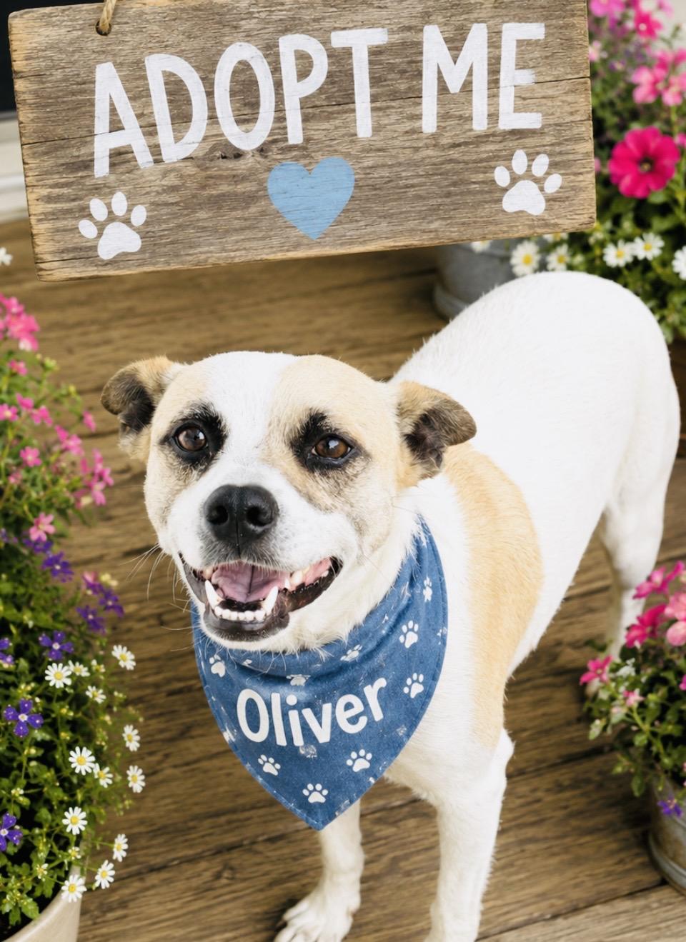 Oliver, a Adoptable mixed breed in Boston, MA image 6/6
