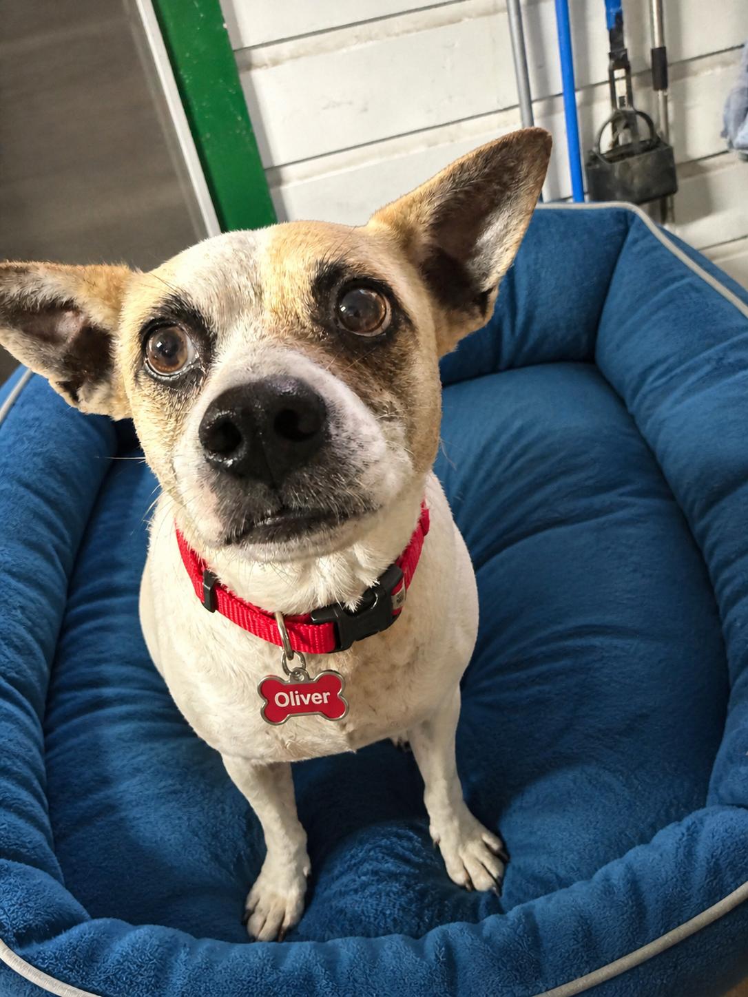 Oliver, a Adoptable mixed breed in Boston, MA image 5/6