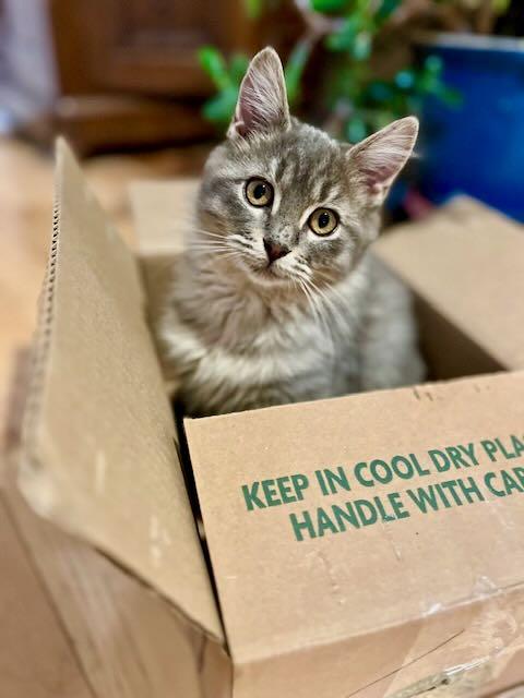 Enlarge Herme, an adopted mixed breed in Portland, OR image 2/3