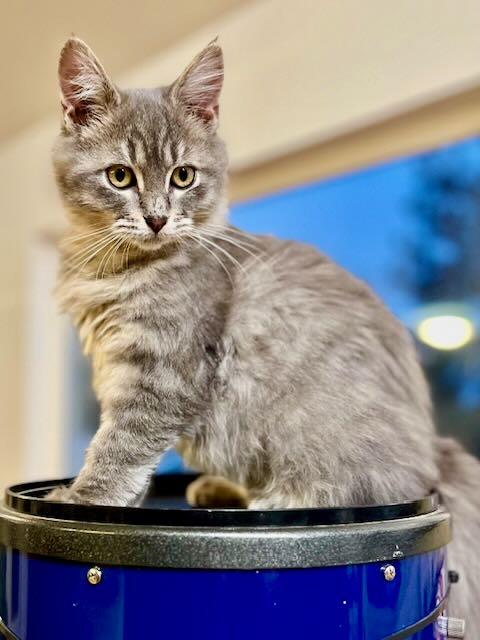 Herme, Adoptable, Kitten Male Tabby & Domestic Medium Hair.