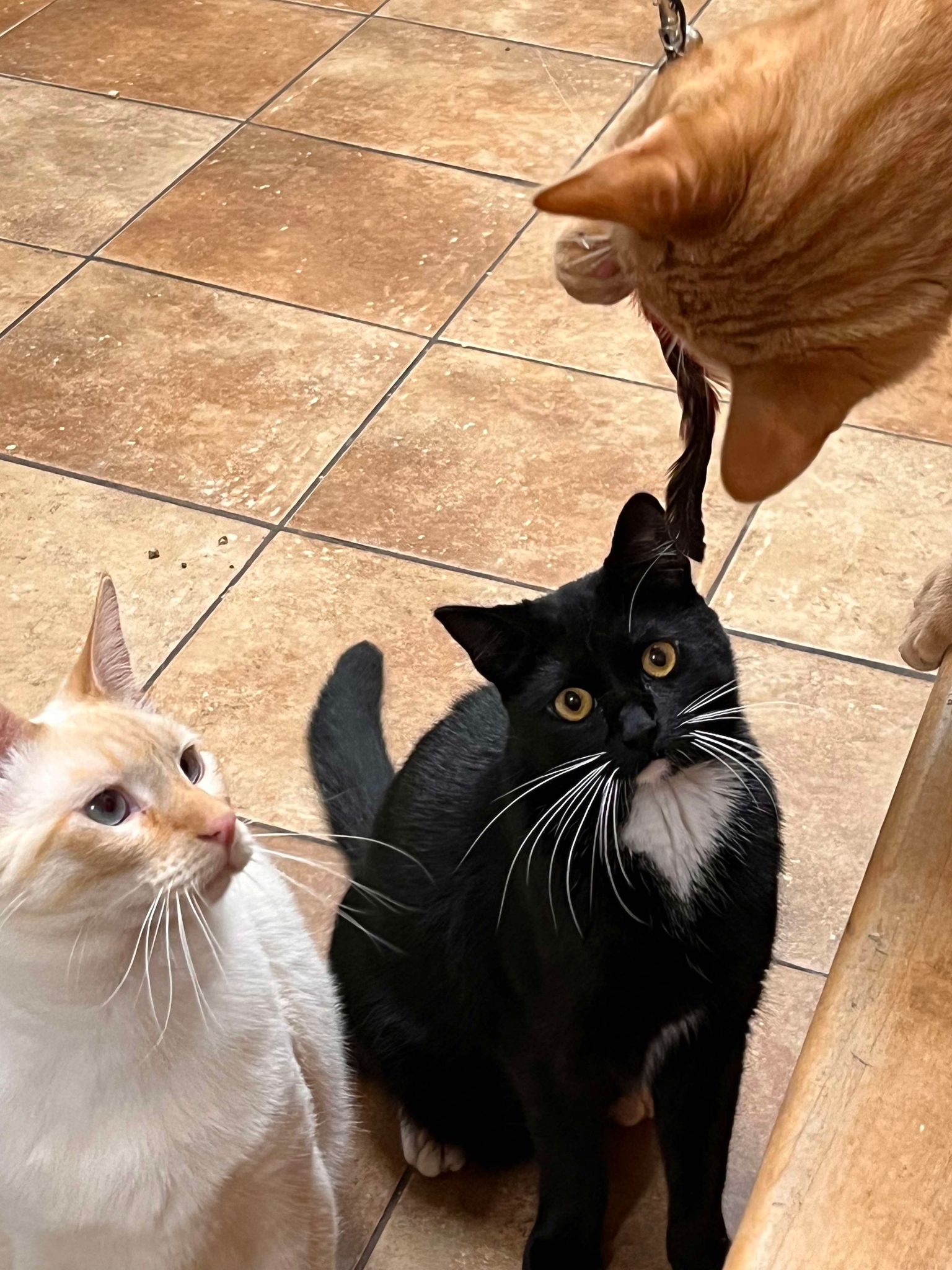 Enlarge SERGEANT WILLIAM "BUCK" SPIVEY, a Adoptable mixed breed in HEMET, CA image 4/6