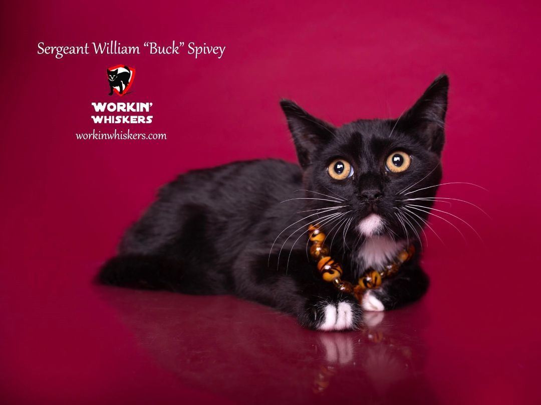 Enlarge SERGEANT WILLIAM "BUCK" SPIVEY, a Adoptable mixed breed in HEMET, CA image 5/6