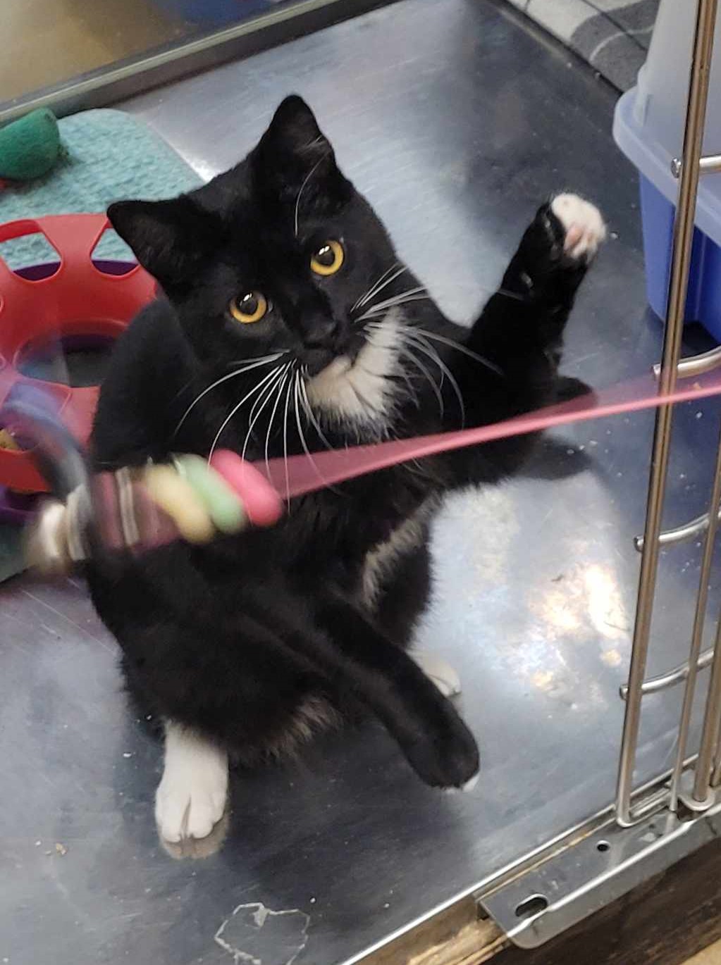 Enlarge SERGEANT WILLIAM "BUCK" SPIVEY, a Adoptable mixed breed in HEMET, CA image 2/6