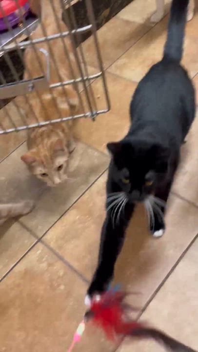 Enlarge SERGEANT WILLIAM "BUCK" SPIVEY, a Adoptable mixed breed in HEMET, CA video 6/6