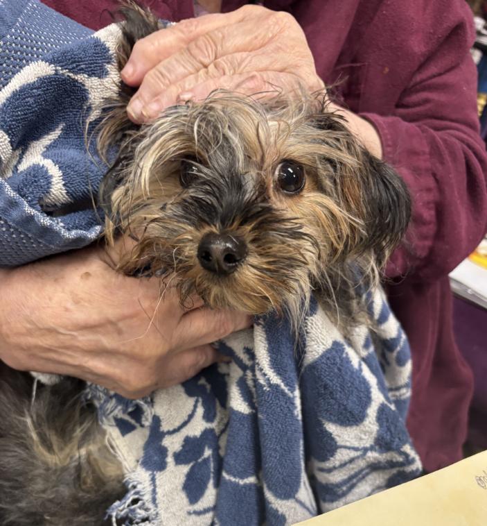 Comet, adopted, Adult Male Yorkshire Terrier.