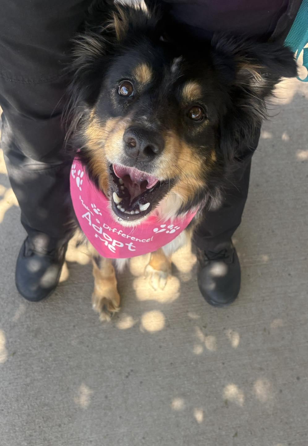 Sadie , ADOPTABLE, Adult Female Border Collie & Australian Shepherd.