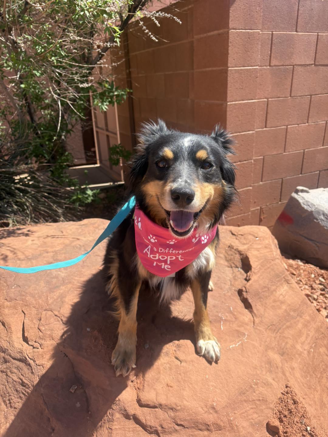Enlarge Sadie , a ADOPTABLE mixed breed in Ivins, UT image 2/4