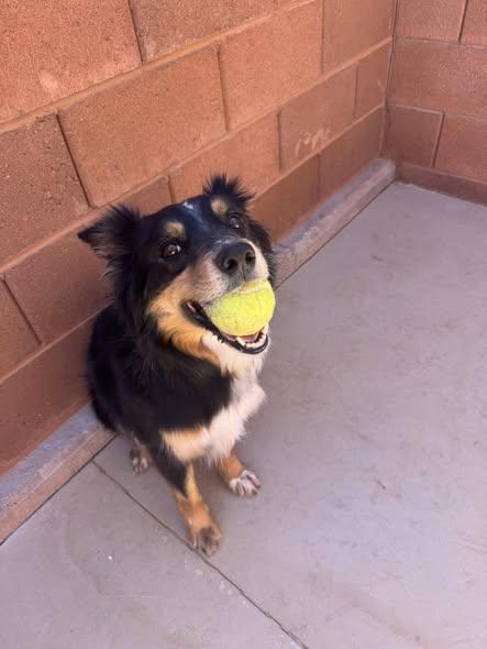 Enlarge Sadie , a ADOPTABLE mixed breed in Ivins, UT image 3/4