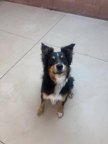 Enlarge Sadie , a ADOPTABLE mixed breed in Ivins, UT image 4/4
