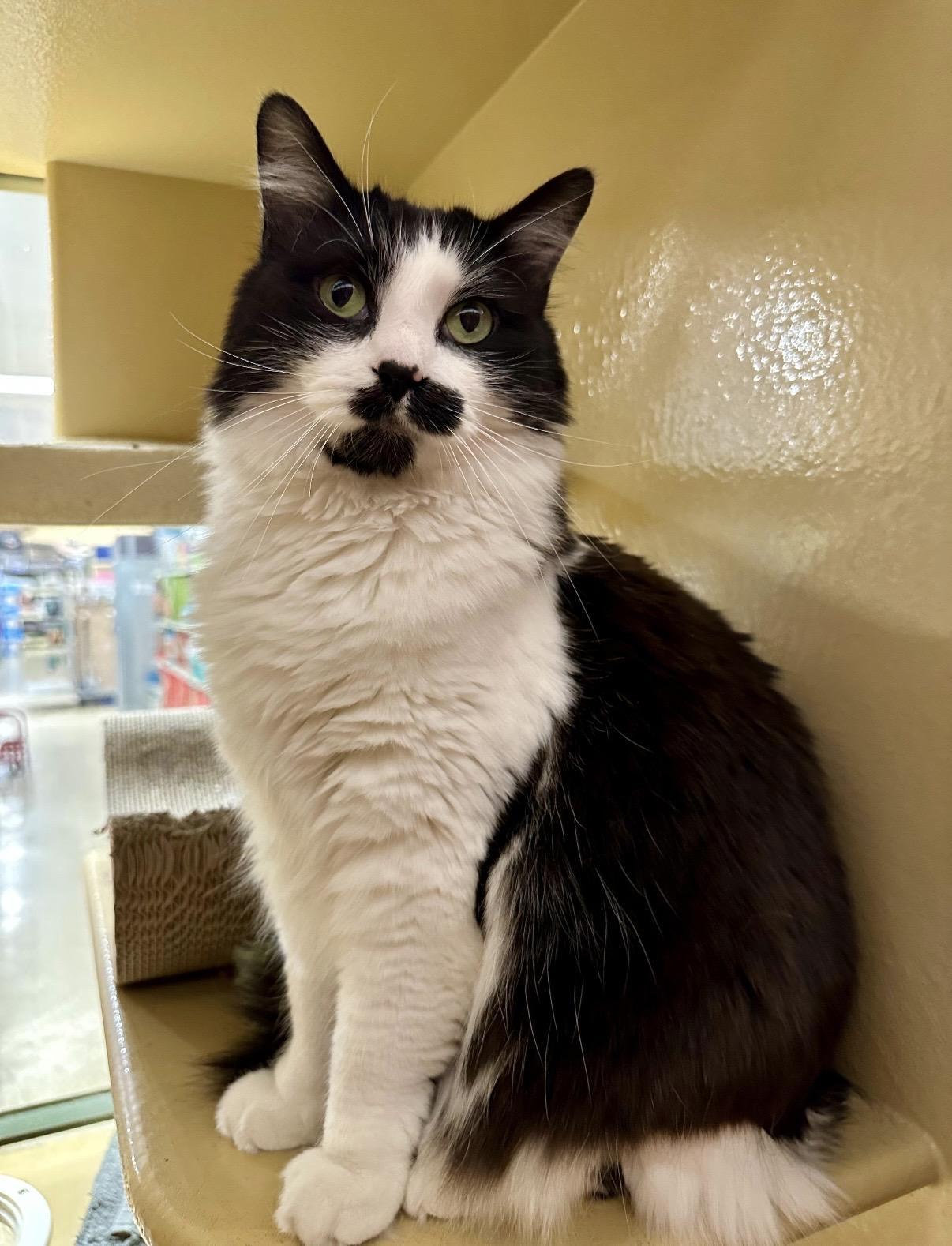Teddy , ADOPTABLE, Adult Male Domestic Medium Hair.