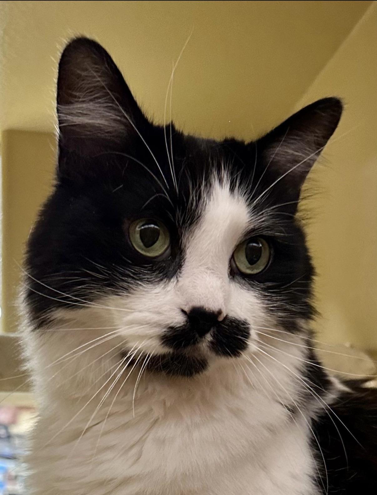 Enlarge Teddy , a ADOPTABLE Domestic Medium Hair in Canton, MA image 2/3