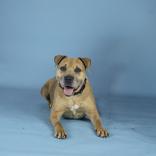 Enlarge Roxie, a ADOPTABLE Pit Bull Terrier in Hilliard, OH image 2/2