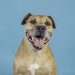 Roxie, ADOPTABLE, Adult Female Pit Bull Terrier.