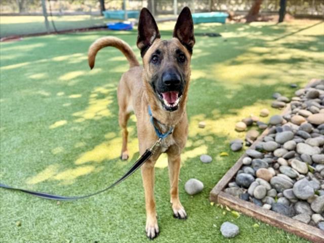 Enlarge BRENDA, a Adoptable mixed breed in Van Nuys, CA image 1/1