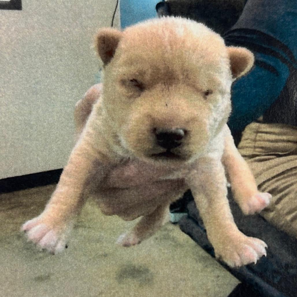 Teddy — thumbnail 2