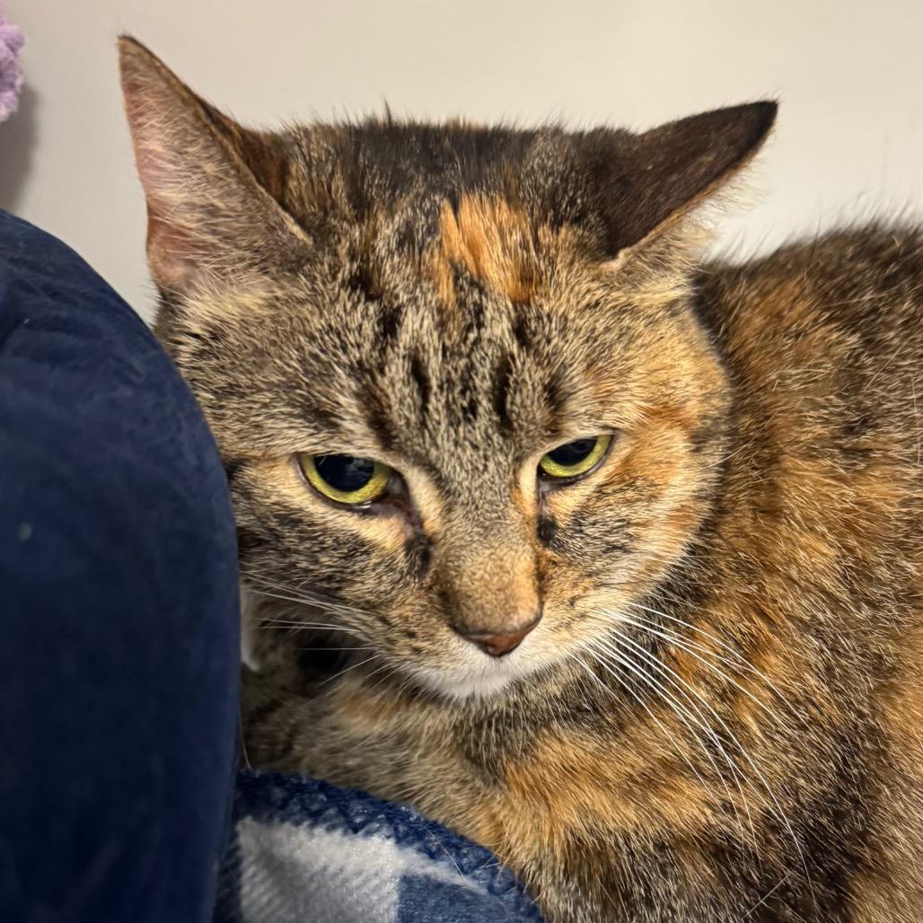 Jeanette, Adoptable, Senior Female Domestic Short Hair.