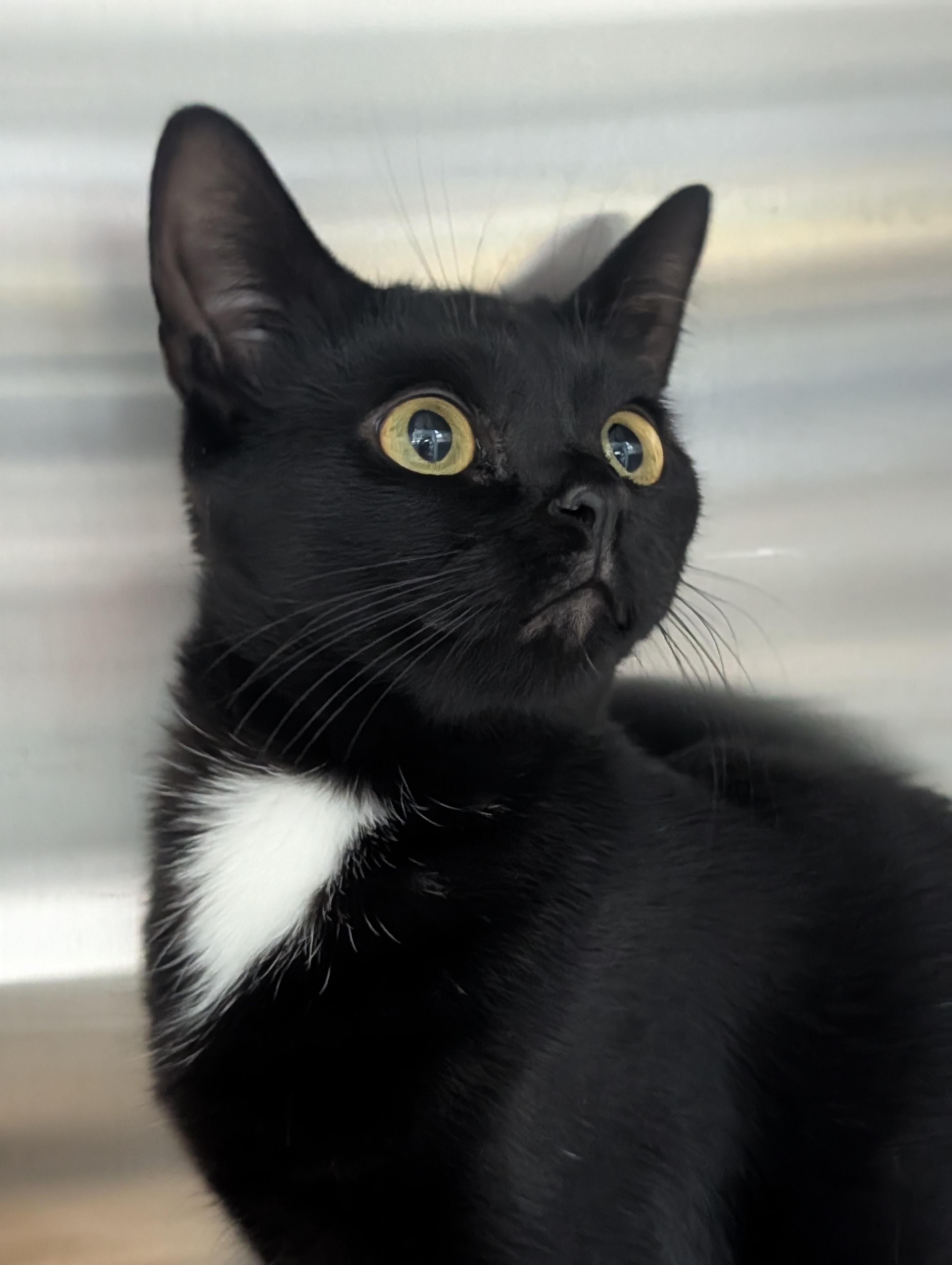 Enlarge Sweet Molasses, a Adoptable mixed breed in Plainfield, NJ image 2/2