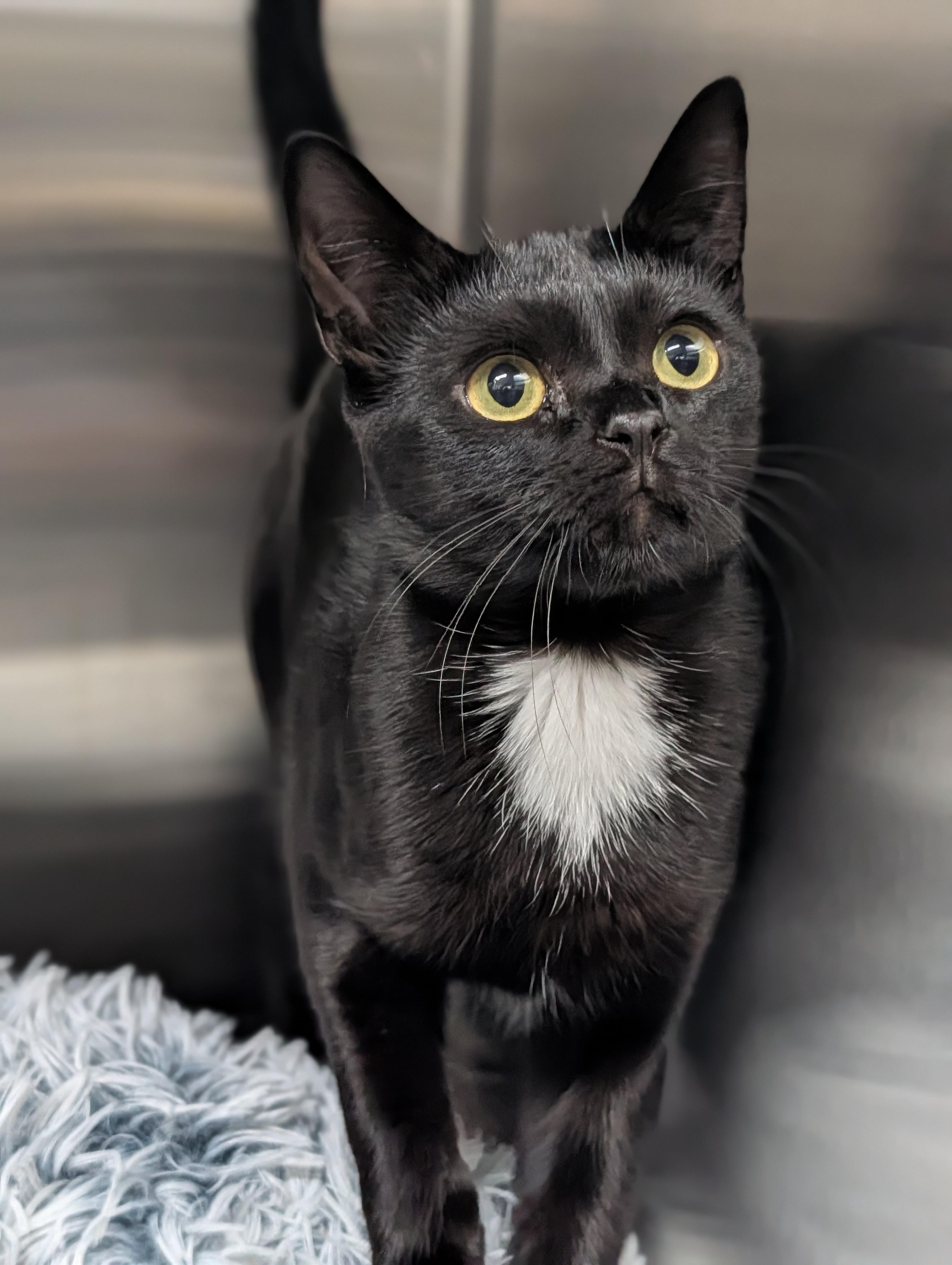 Sweet Molasses, Adoptable, Young Female Domestic Short Hair.