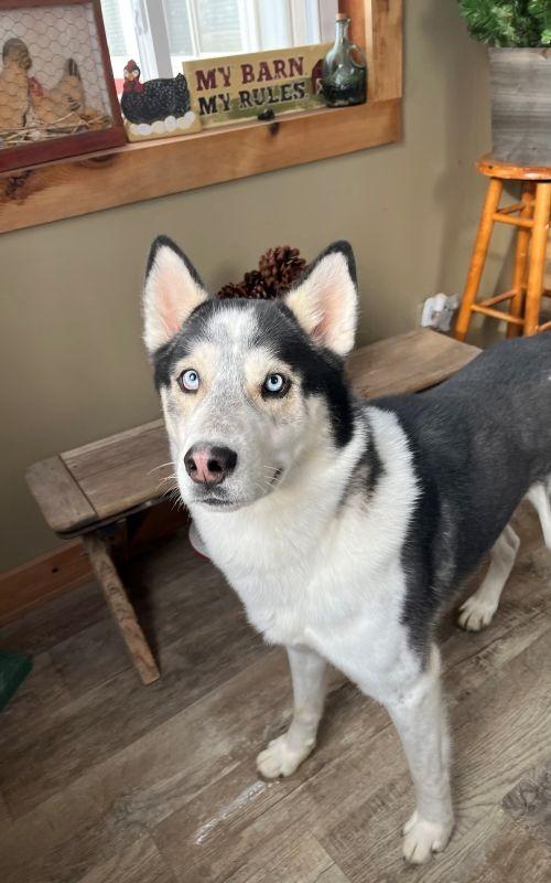 Jacob, Adoptable, Young Male Husky.