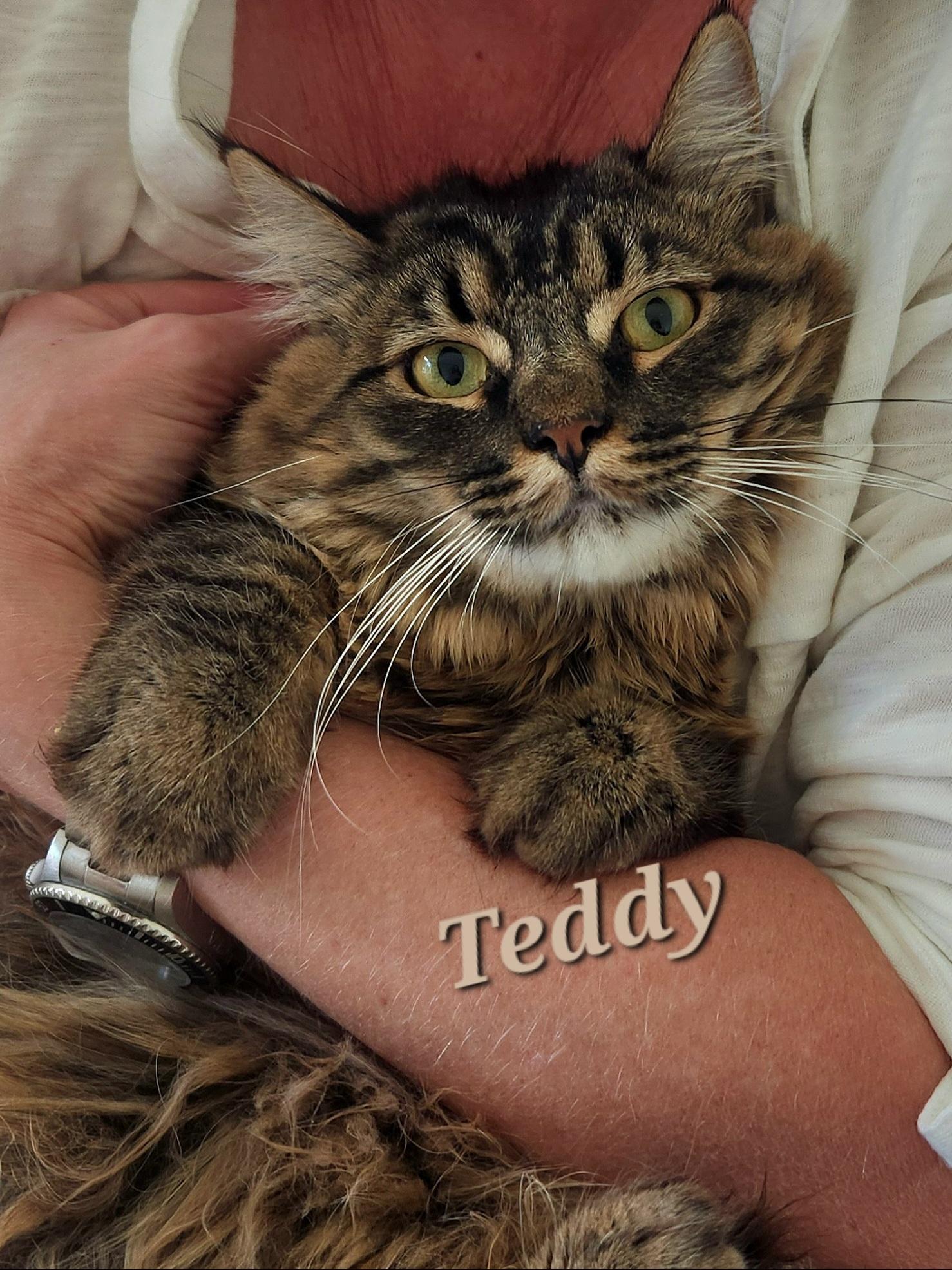 Teddy (ADOPTED!), a Adoptable Domestic Medium Hair in Monrovia, CA image 2/4