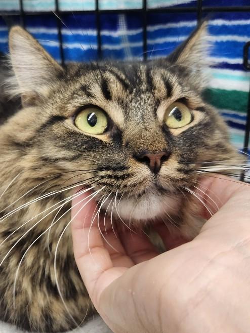 Teddy (ADOPTED!), a Adoptable Domestic Medium Hair in Monrovia, CA image 1/4