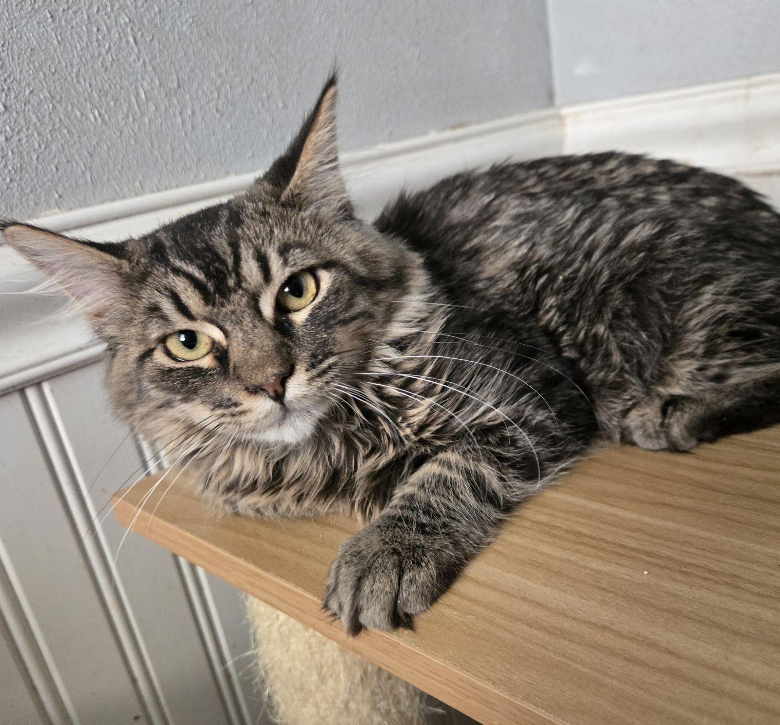 Teddy (ADOPTED!), a Adoptable Domestic Medium Hair in Monrovia, CA image 4/4