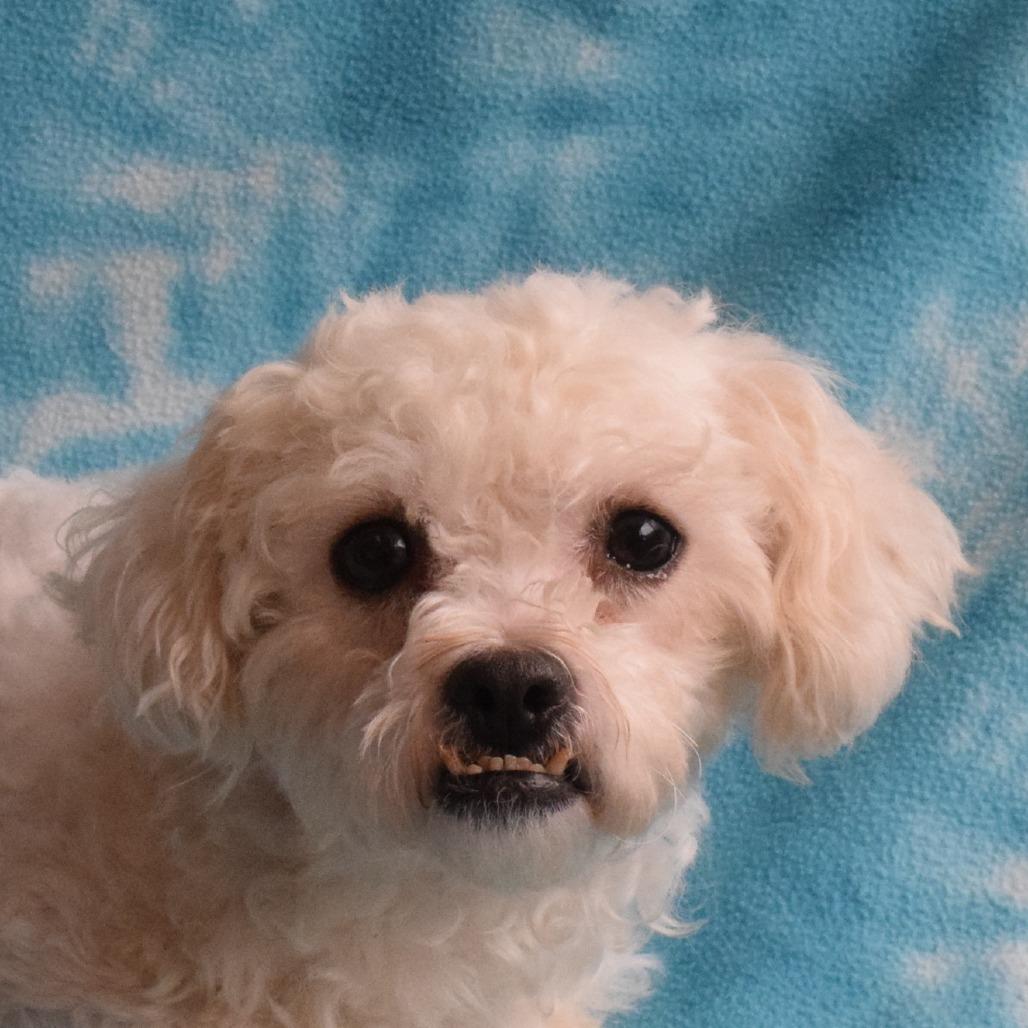 Esme, Adoptable, Adult Female Miniature Poodle & Mixed Breed.