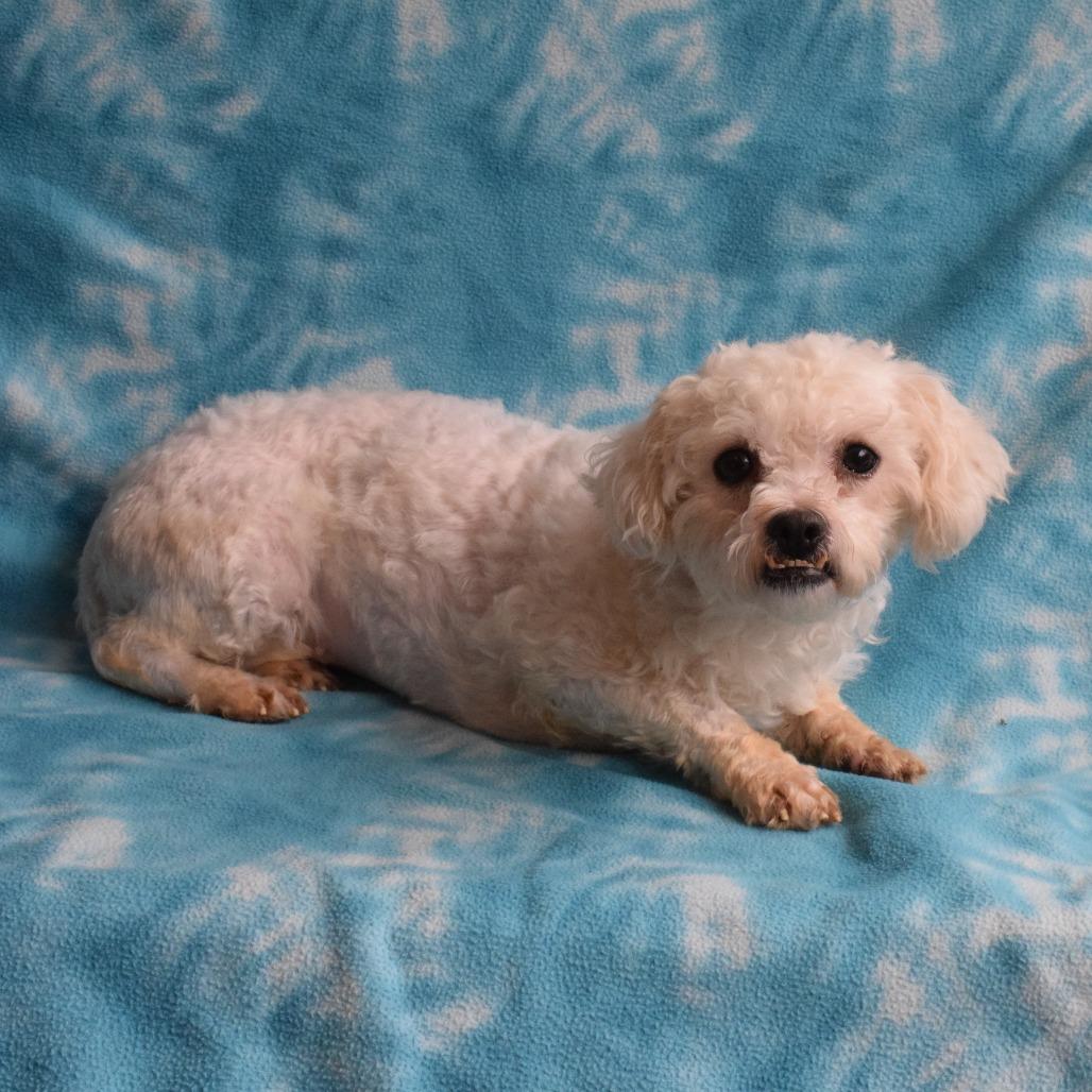Esme, a Adoptable mixed breed in Eureka, CA image 2/3