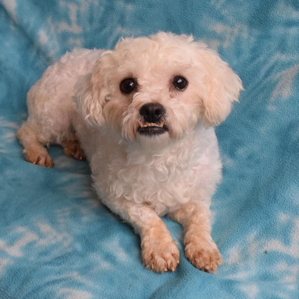 Esme, a Adoptable mixed breed in Eureka, CA image 3/3