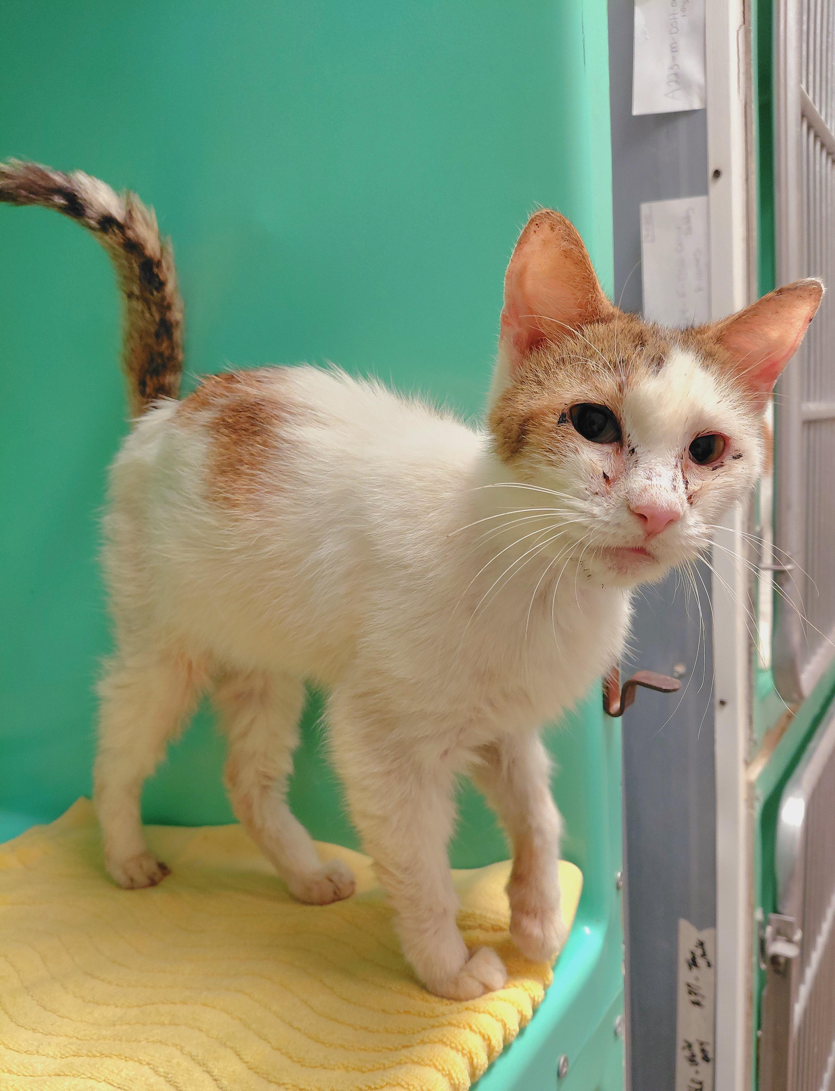 Lionel, Adoptable, Adult Male Domestic Short Hair.