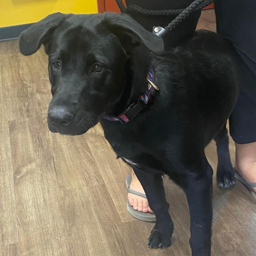 Mila, a Adoptable mixed breed image 1/6