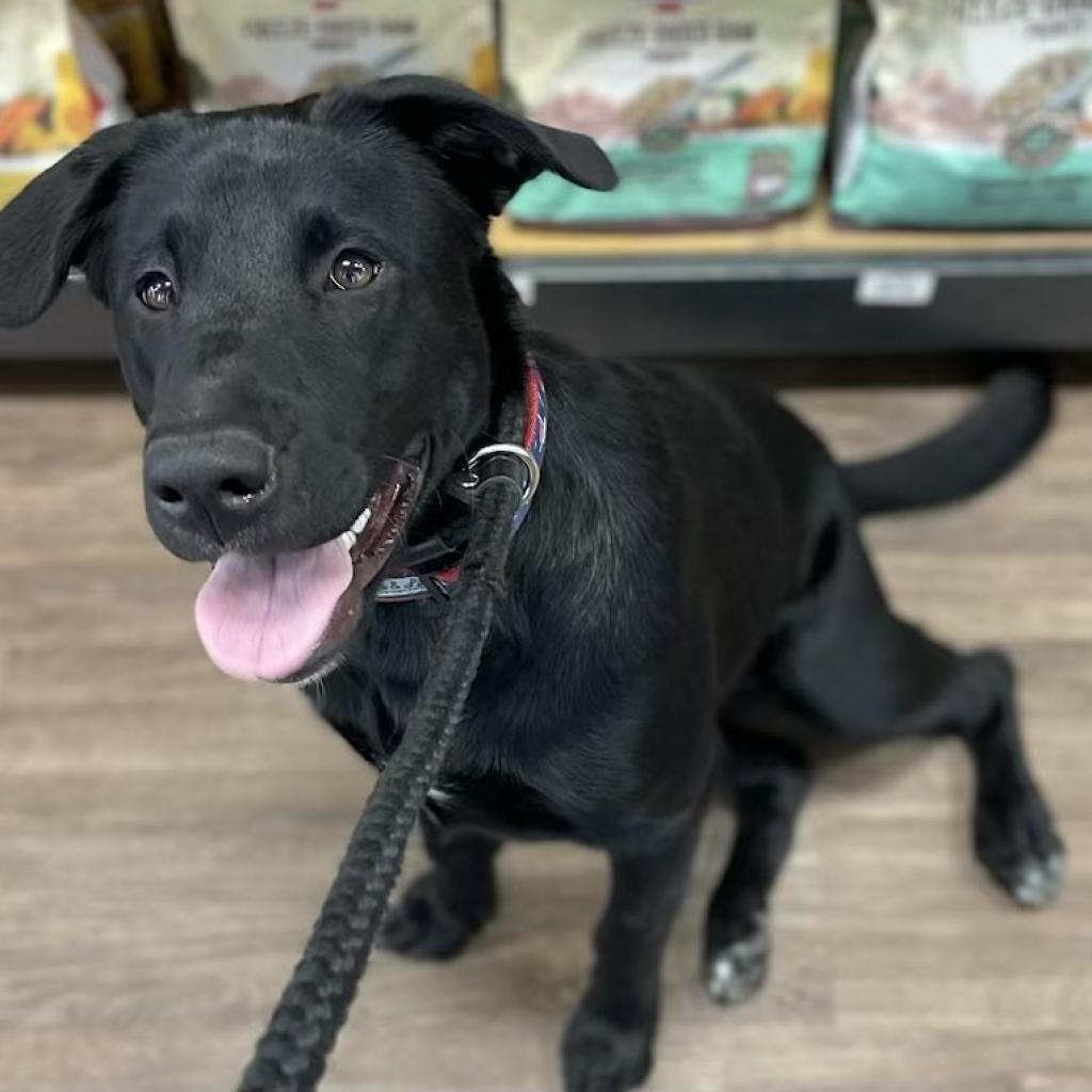 Mila, a Adoptable mixed breed image 4/6