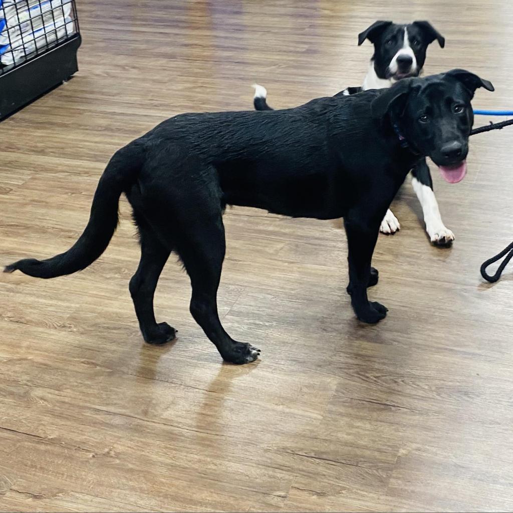 Mila, a Adoptable mixed breed image 5/6