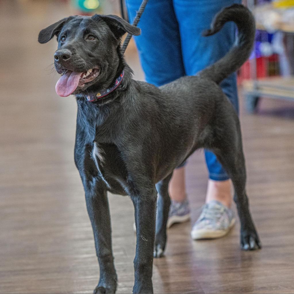 Mila, a Adoptable mixed breed image 6/6