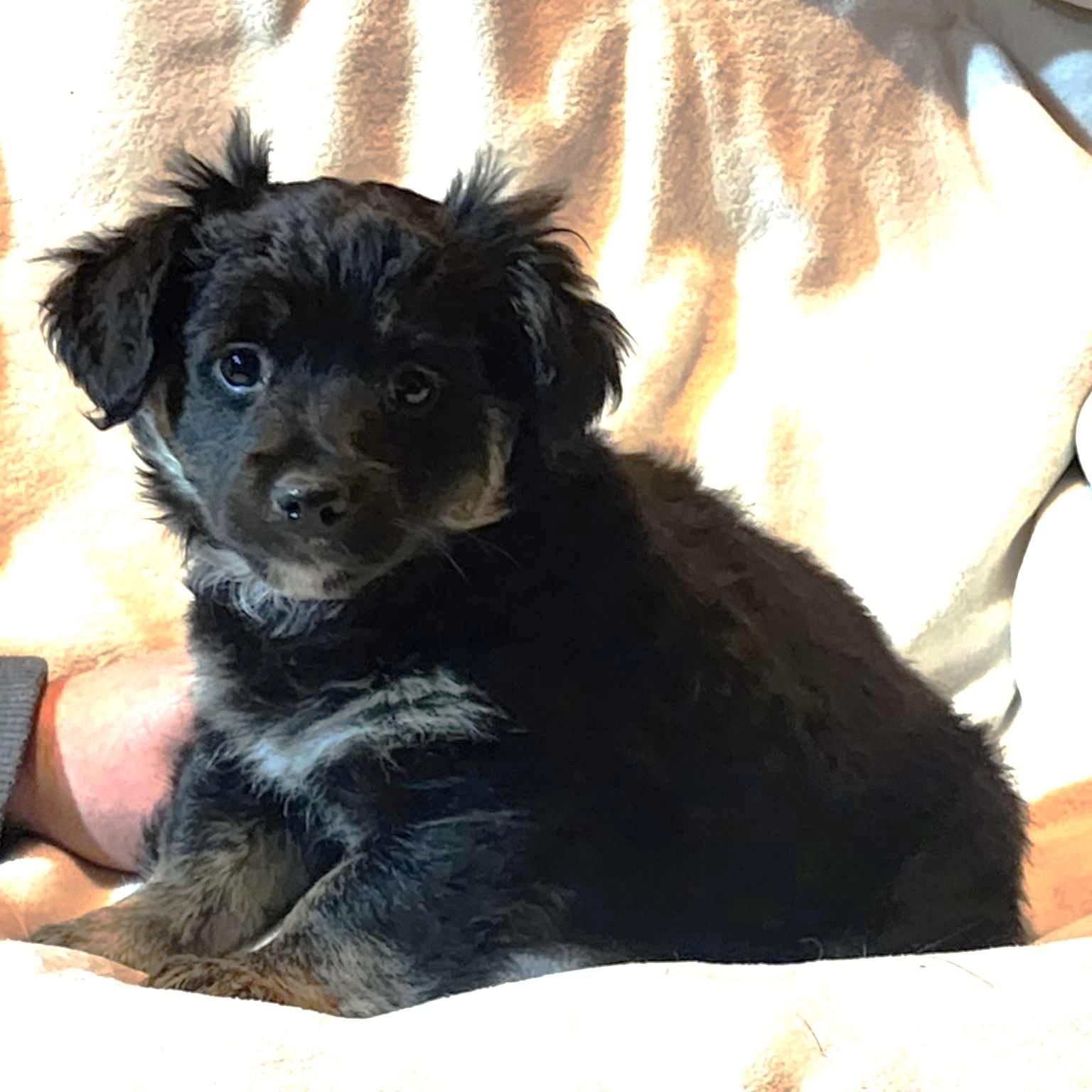 Cedar, an adopted mixed breed in Seattle, WA image 1/6