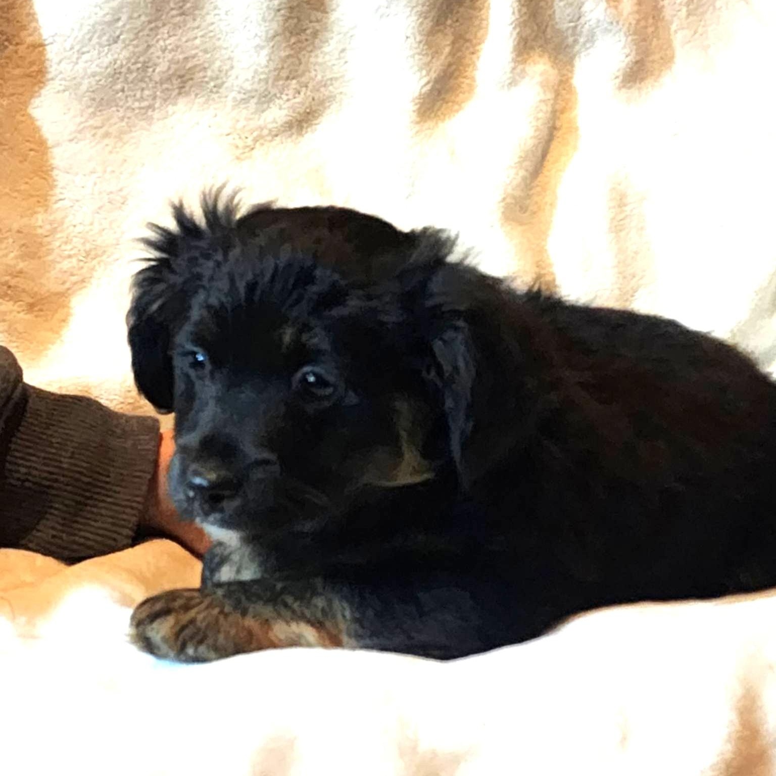 Cedar, an adopted mixed breed in Seattle, WA image 2/6