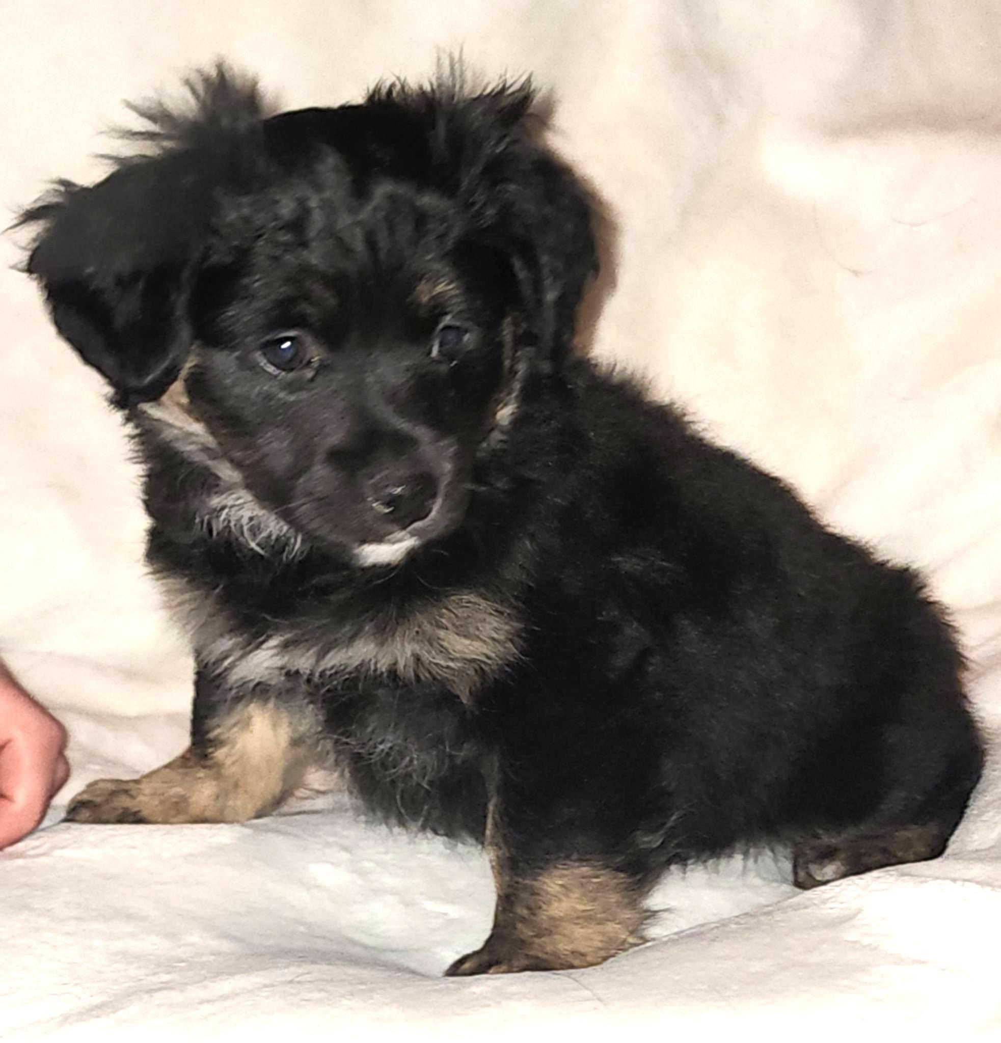 Cedar, an adopted mixed breed in Seattle, WA image 5/6