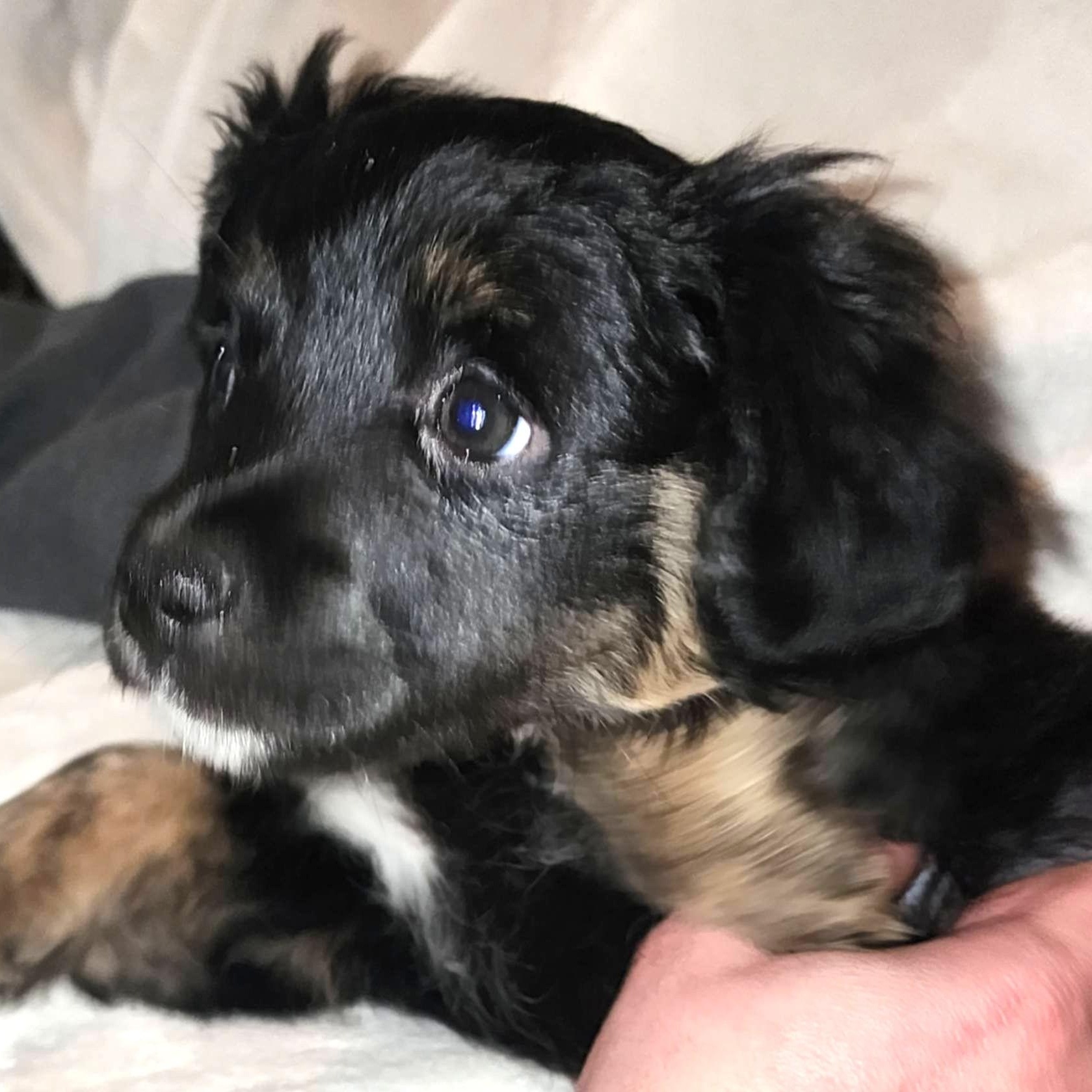 Cedar, an adopted mixed breed in Seattle, WA image 4/6