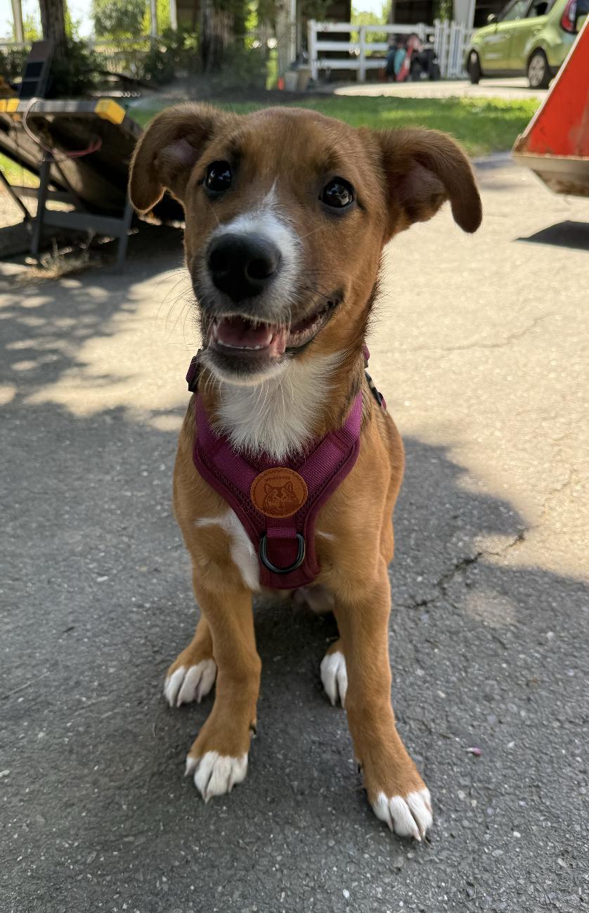 Honey, a ADOPTABLE mixed breed in Oakland, CA image 1/6