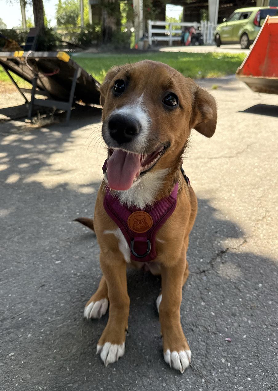 Honey, a ADOPTABLE mixed breed in Oakland, CA image 3/6