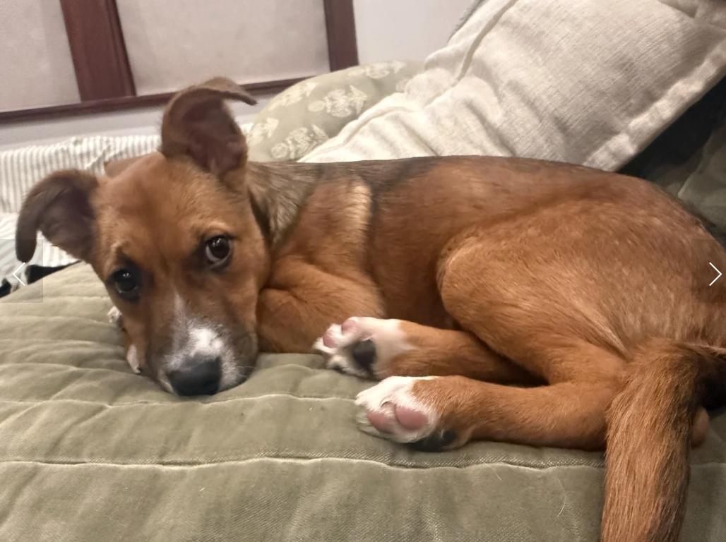 Enlarge Puppy Honey, a ADOPTABLE mixed breed in Davis, CA image 4/6