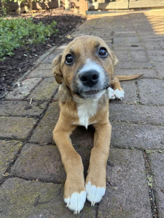 Puppy Honey, ADOPTABLE, Puppy Female Mixed Breed.