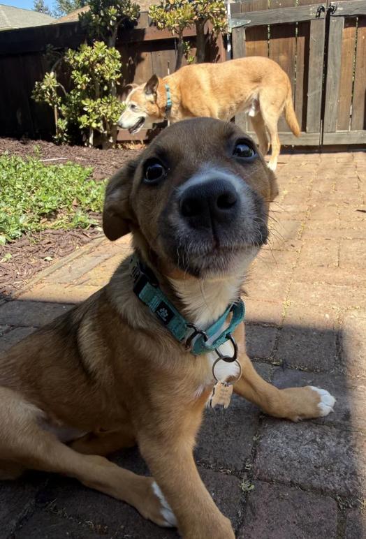 Enlarge Puppy Honey, a ADOPTABLE mixed breed in Davis, CA image 6/6