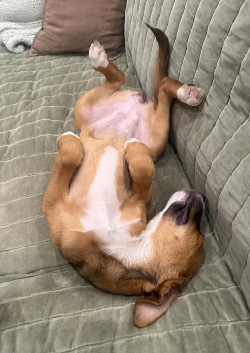 Enlarge Puppy Honey, a ADOPTABLE mixed breed in Davis, CA image 5/6