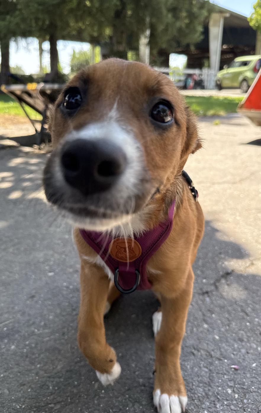 Honey, a ADOPTABLE mixed breed in Oakland, CA image 5/6