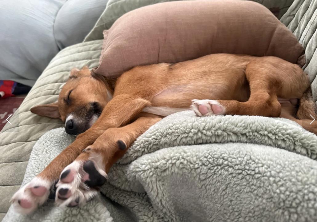 Enlarge Puppy Honey, a ADOPTABLE mixed breed in Davis, CA image 3/6